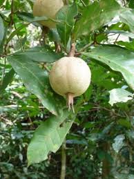 Image result for Rothmannia fischeri