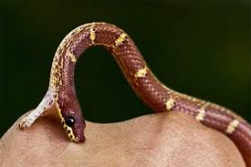 Bianco offers a wide range of top quality shoes. What Happens If You Are Bitten By A Milk Snake Reptilehow Com