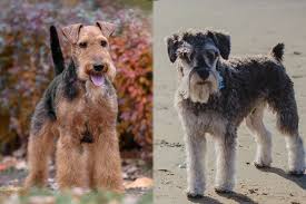 We did not find results for: Wowauzer Complete Guide Info Pictures Care More Pet Keen
