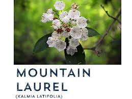 Official state flower of pennsylvania mountain laurel was designated as pennsylvania's official state flower in 1933 (mountain laurel is also a symbol of connecticut). Quiz Can You Name These Local Wildflowers Potomac Conservancy