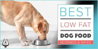 But your vet may recommend prescription dog food or a homemade diet developed by a veterinary nutritionist. Isglotww9flunm