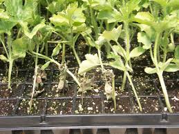 Image result for tomato seedling fusarium wilt