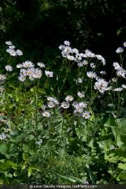 Image result for Roeperocharis wentzeliana