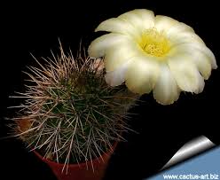 Image result for Cavacoa aurea