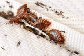 Bedbug bites on skin and mattress stains