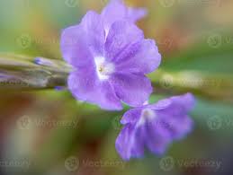 Image result for Stachytarpheta urticifolia