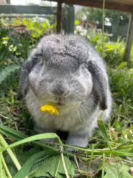 How does rabbit insurance work? Coquet Vets