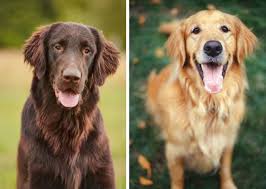 Image result for flat coated retrívr