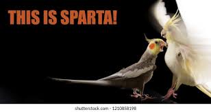 Bird Memes Images Stock Photos Vectors Shutterstock