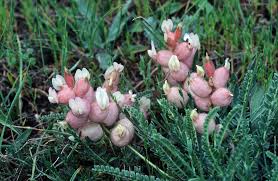 Image result for Aeschynomene pawekiae