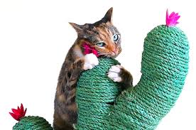 Many cat parents invest in scratchers to protect their furniture and satisfy their cat's natural urges. This Cactus Post Gives Your Cat A Stylish Place To Scratch