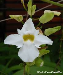 Image result for Thunbergia annua