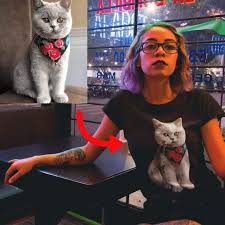 We have an extensive collection of amazing background images carefully chosen by our community. Your Cat Cartoon Style Unisex T Shirt Hoodie Art Your Cat