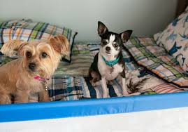Rocky And Maggie The Little Couple Pets Dog Cat