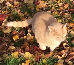 Cat sounds meow cat sounds mp3 cat sounds meaning cat soundboard cat sounds soundboard kitty cat sounds. Anyone Know Who S Cat This Is Far Too Friendly And Stupid To Be A Stray But Doesn T Have A Collar So I Want To Be Sure Especially Around Halloween Nepean Area