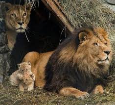 Bazilari Dogada Bir Avci Olarak Yasayan Bazilarilariyla Da Evimizi Paylastigimiz Hayvanlar Ve Yavrulari Ortak Yanlari Animals Animals Beautiful Baby Animals