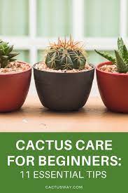 Cactus Care For Beginners 11 Essential Tips Cactus Care Easy Garden Gardening For Beginners