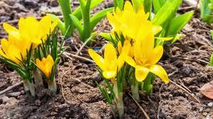 Maybe you would like to learn more about one of these? First Yellow Crocus Flowers Spring Saffron By Verybigalex Videohive