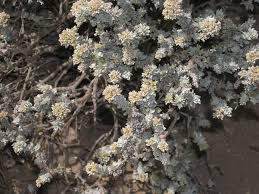 Image result for Polycarpaea