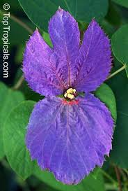 Image result for Dalechampia capensis