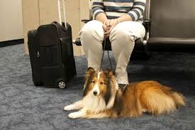 Jetblue airlines make it a priority to assist those traveling with service dogs in any way possible. Flying With Your Pet Check Your Airline S Policies American Kennel Club