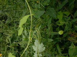 Image result for Cucumis bryoniifolius