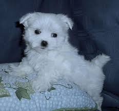 Maltese puppy for sale near massachusetts, lowell, usa. Maltese Puppies For Free Maltese Puppies For Free Adoption Image Only Maltese Puppy Teacup Puppies Maltese Maltese Dog For Sale