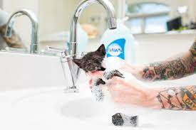 This is your number one tactic in the fight against fleas. Fleas Kitten Lady