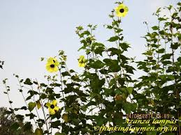 Image result for Azanza lampas