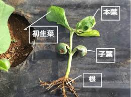 エダマメの種まきのコツ 芽が出なくて困った時は多粒まきで解決 オクラ トウモロコシにも応用できます カジトラ