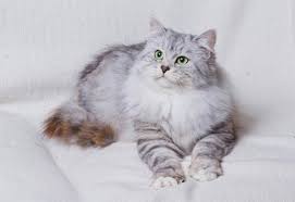 Siberian Cat Breed Information And Advice Your Cat