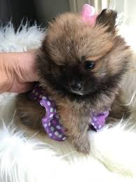 It is playful, energetic, friendly, loyal and intelligent. Pomeranian Puppies For Sale San Diego Ca 187364