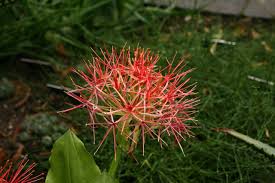 Image result for Scadoxus multiflorus