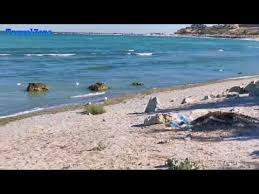 La capul turcului lebedele sunt hrănite de turişti 09 09 2013 14 49 lebedele au devenit rapid atracţia plajei iar turiştii s au oprit să le admire să le fotografieze şi să le dea. Plaja Maidan Capu Turcului Din Eforie Sud Youtube