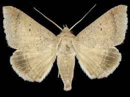 Image result for Disperis sp. nov. aff. macowanii