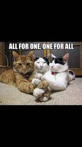 The 3 Musketeers Cats Cat Person I Love Cats