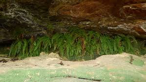 Image result for Vandenboschia