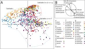 Image result for Monsonia glauca