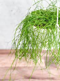 Image result for Rhipsalis