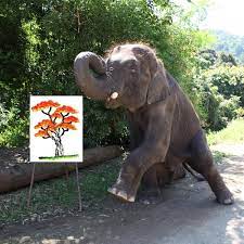 Amazon.com: Painting Made By Elephant Namtong | Authentic Elephant Art |  Banzai Tree Orange : Handmade Products