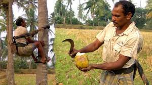 See 1,186 unbiased reviews of warung coconut tree, rated 4.5 of 5 we were constantly having to flag them down for any kind of service including water, utensils and a. How To Climb A Coconut Tree Natural Coconut Water For Healthy In Village Youtube