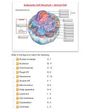 Check spelling or type a new query. Eukaryotic Cell Structure Animal Cell Generalized Chegg Com