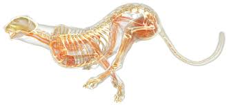 Want to learn more about it? Cheetah Anatomy Cheetah Facts Dk Find Out