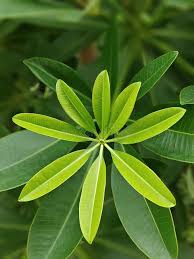 Image result for Alstonia