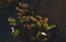Image result for Potamogeton nodosus