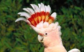 Cacatua Preco Fotos Da Alba De Crista Amarela Rosa E Preta Animais Cultura Mix