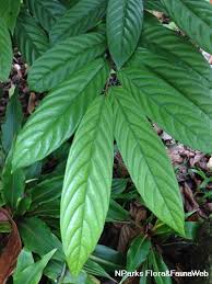 Image result for Huberantha