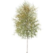 400 x 625 74 0 4. Texture Photoshop Betula Birch Seasons