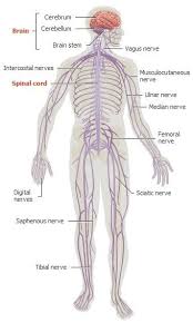 Pictures pertaining to the nervous system. 7 Nervous System Ideas Nervous System Body Systems Human Body Systems