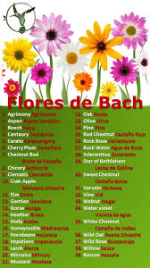 Fueron descubiertas por edward bach entre los años 1926 y 1934. Conoce Los Beneficios De Las Flores De Bach Terapia Floral Esencias Florales Y 38 Flores De Bach Dubai Khalifa